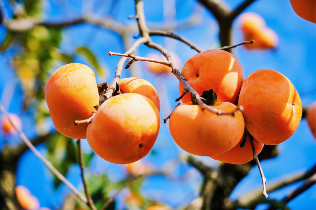 3、「柿柿」如意（李李 攝）.jpg